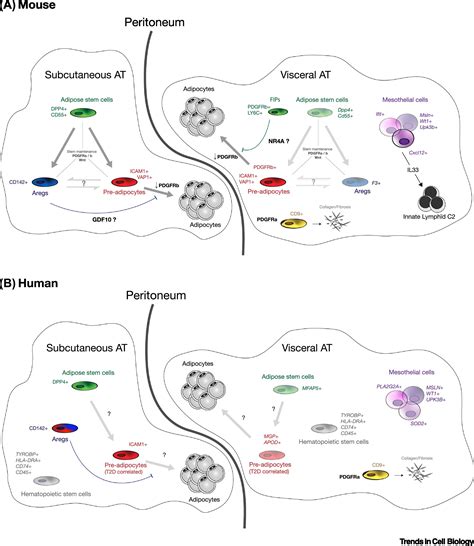Toward a Consensus View of Mammalian Adipocyte Stem and  .